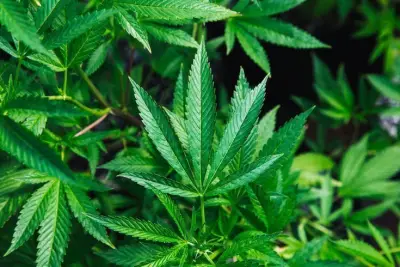 Anxiety diagnoses have fueled growth of Pennsylvania's medical marijuana program