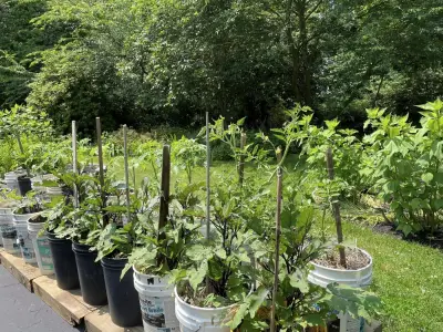 Transform your tiny garden into a lush haven with these creative tips