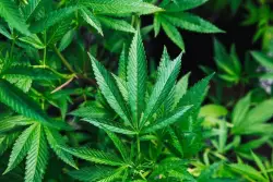 Anxiety diagnoses have fueled growth of Pennsylvania's medical marijuana program