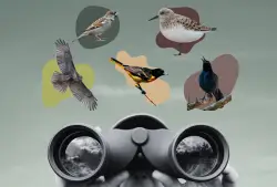 Birding is punk